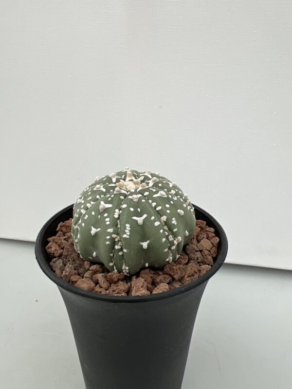 SUCCULON — Astrophytum asterias cv. Nudum V-type Fukuryu — SUC-260930-LY8Y