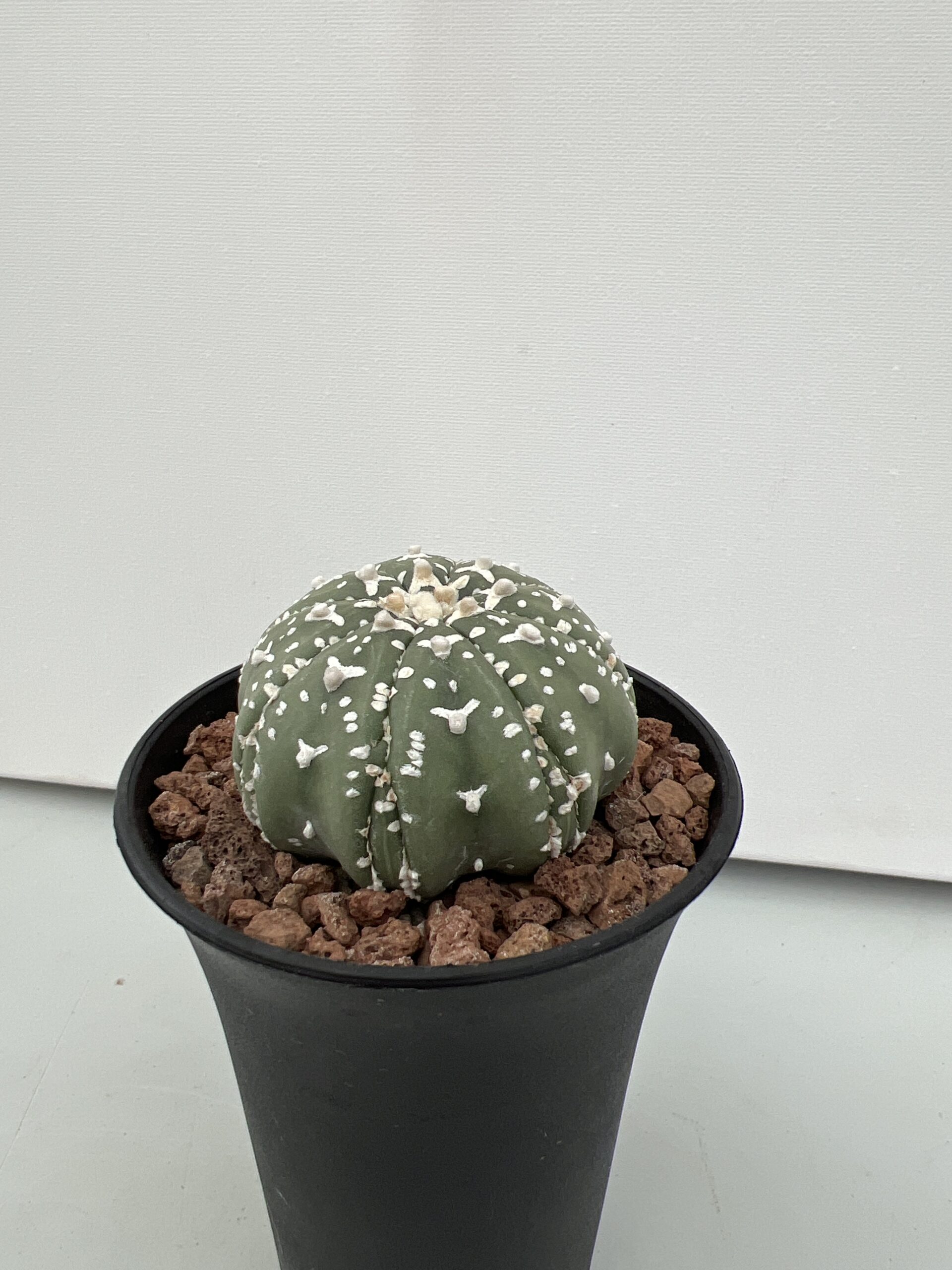 SUCCULON — Astrophytum asterias cv. Nudum V-type Fukuryu — SUC-260930-LY8Y