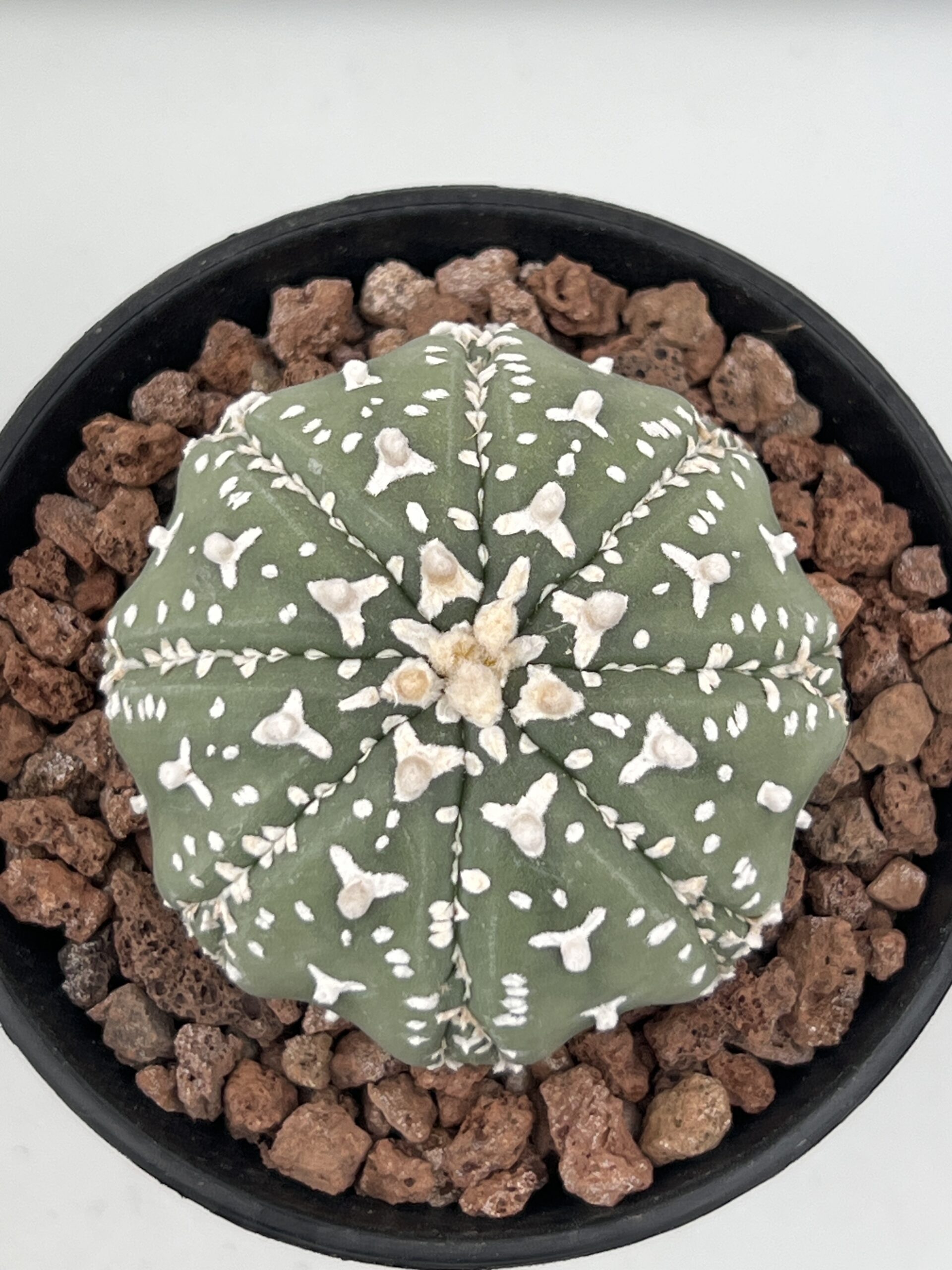 SUCCULON — Astrophytum asterias cv. Nudum V-type Fukuryu — SUC-260930-LY8Y