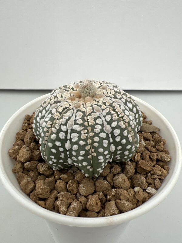 SUCCULON — Astrophytum asterias cv. Super Kabuto, strongly lobed ribs — SUC-260930-DB0I