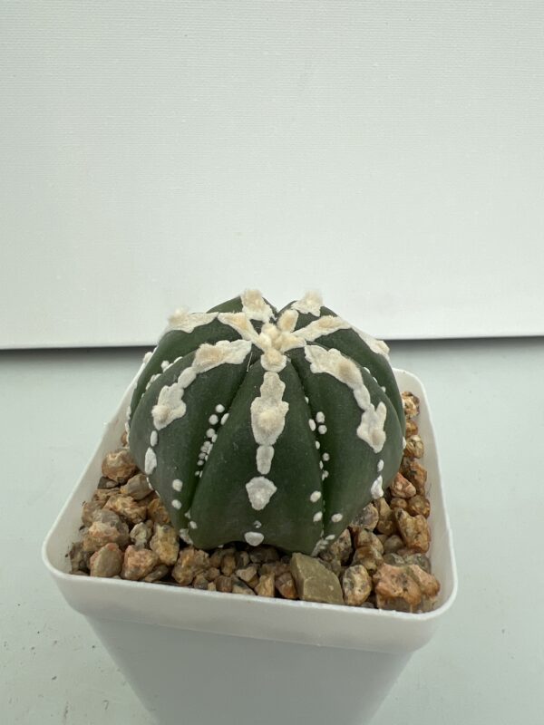 SUCCULON — Astrophytum asterias cv. Nudum V-type — SUC-260930-WOT5