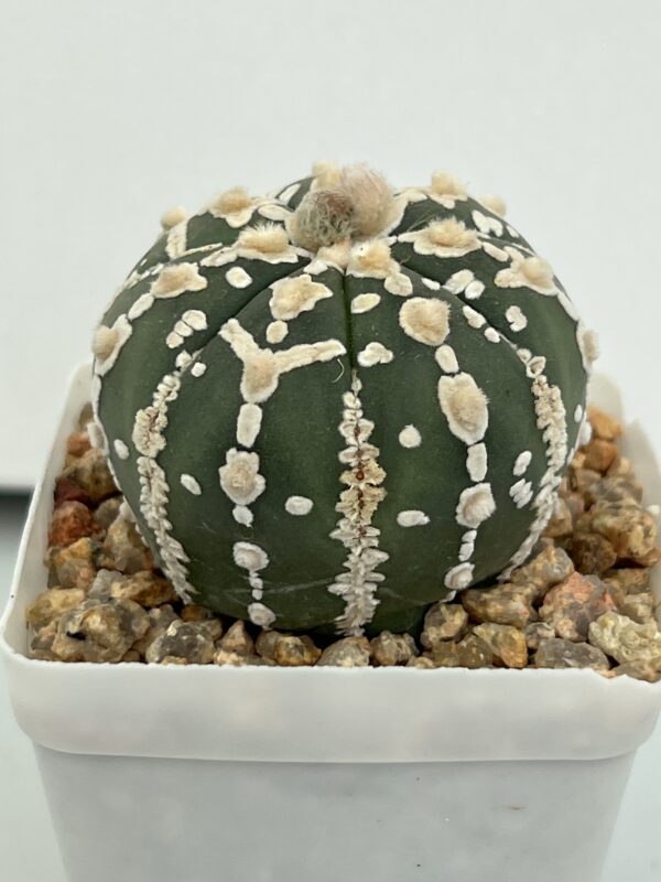 SUCCULON — Astrophytum asterias cv. Nudum V-type — SUC-260930-QYDF