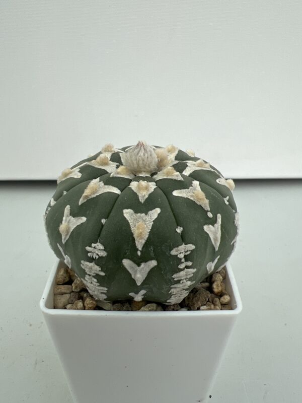 SUCCULON — Astrophytum asterias cv. Nudum Big V-type — SUC-260930-2M6I