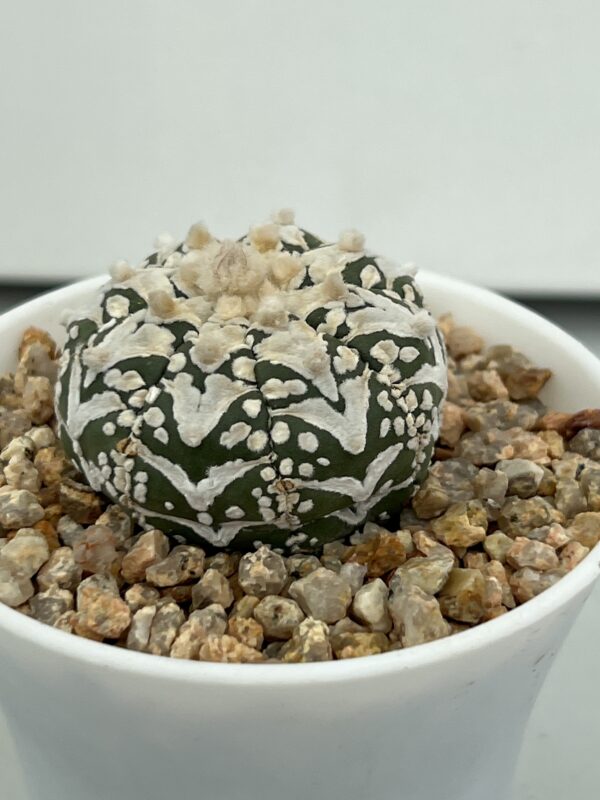 SUCCULON — Astrophytum asterias cv. Super Kabuto Big V-type — SUC-260930-UL48