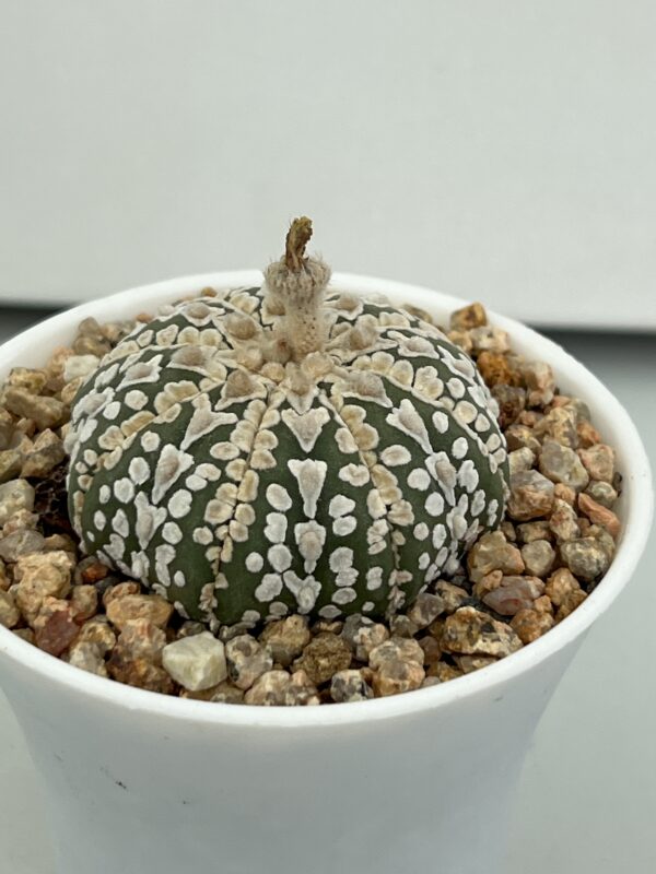 SUCCULON — Astrophytum asterias cv. Super Kabuto V-type — SUC-260930-05VT