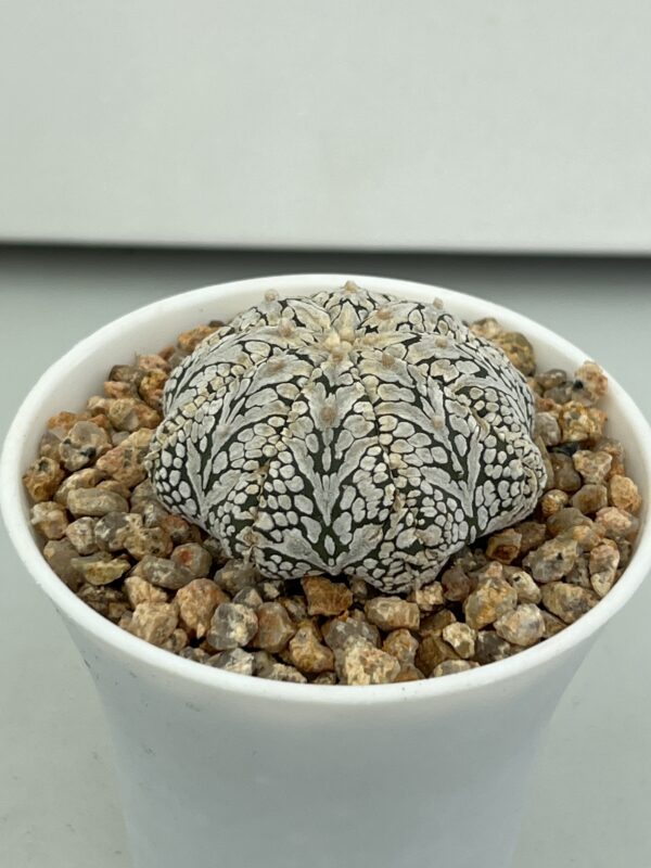 SUCCULON — Astrophytum asterias cv. Super Kabuto Big V-type — SUC-260930-Q3O7
