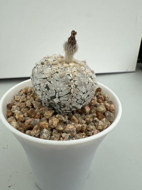 SUCCULON — Astrophytum asterias cv. Super Kabuto Snow V-type — SUC-260930-TR80
