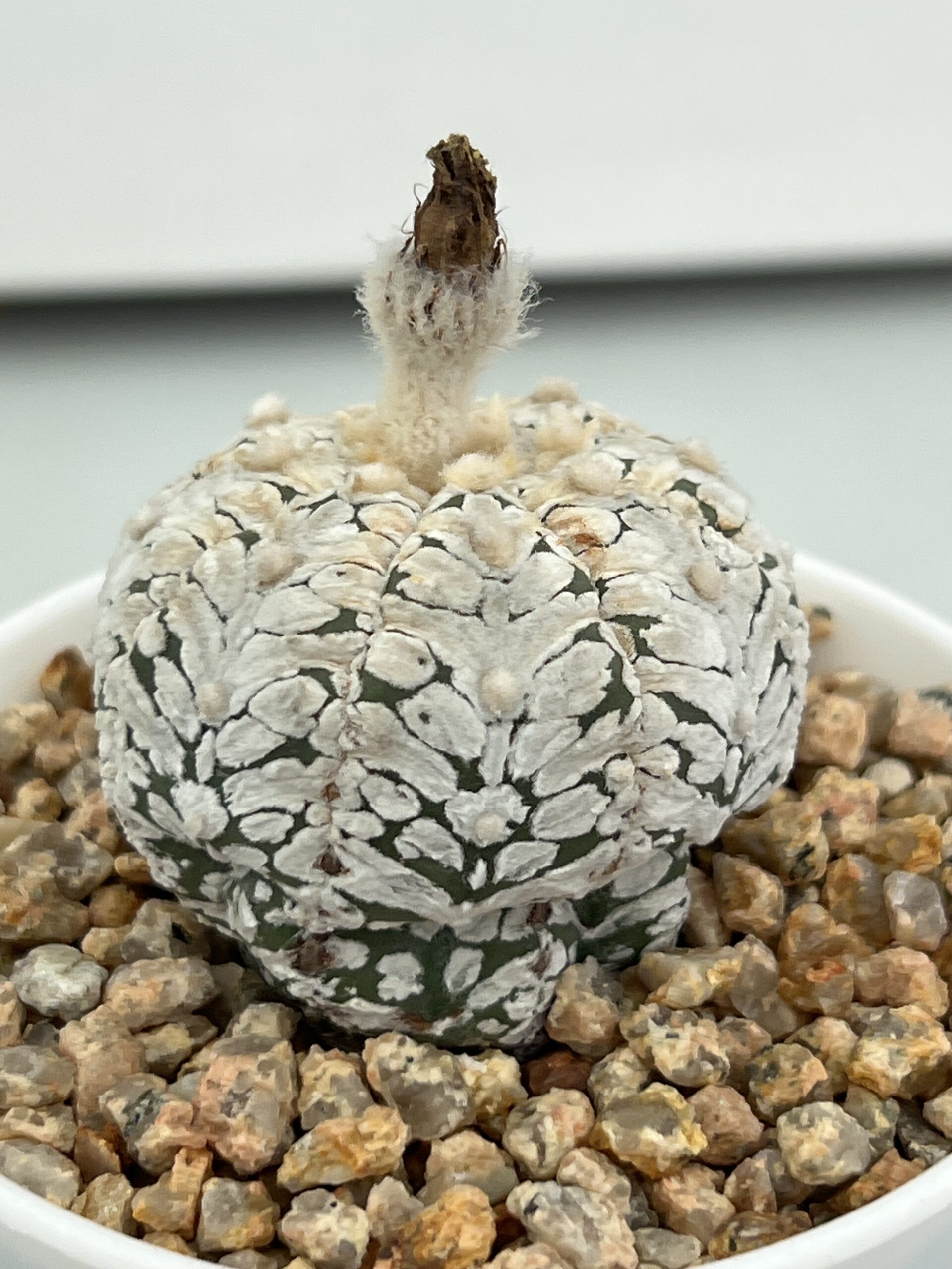 SUCCULON — Astrophytum asterias cv. Super Kabuto Snow V-type — SUC-260930-TR80