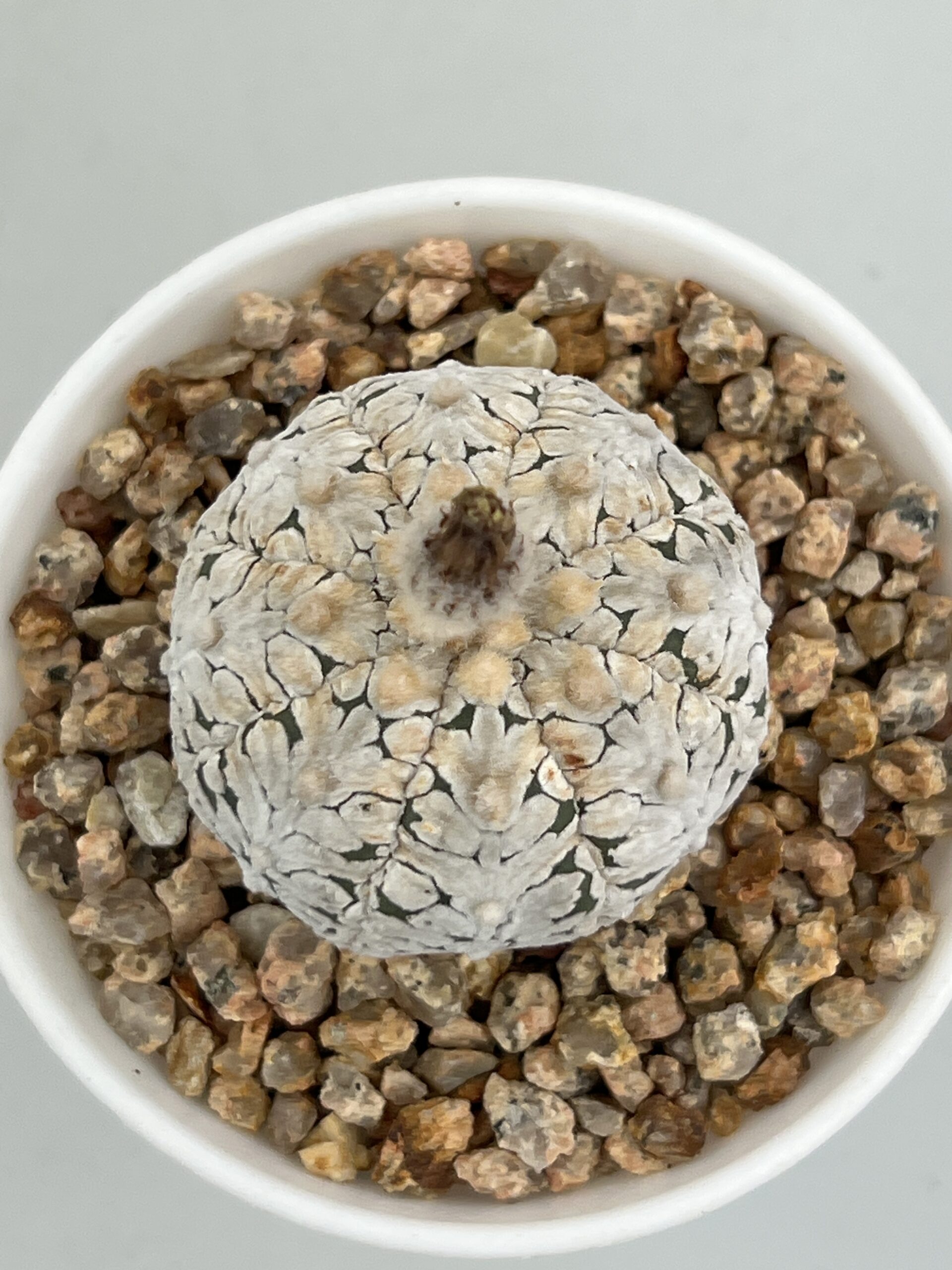 SUCCULON — Astrophytum asterias cv. Super Kabuto Snow V-type — SUC-260930-TR80