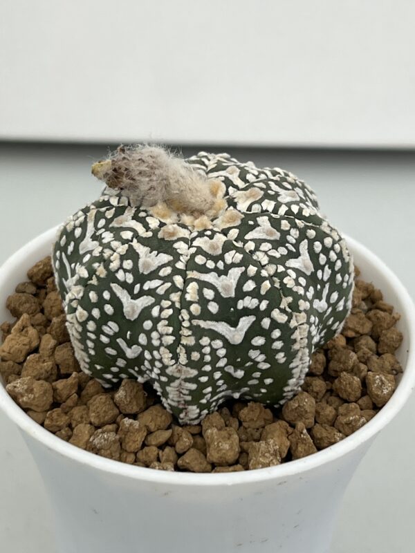 Astrophytum asterias cv. Super Kabuto Big V-type