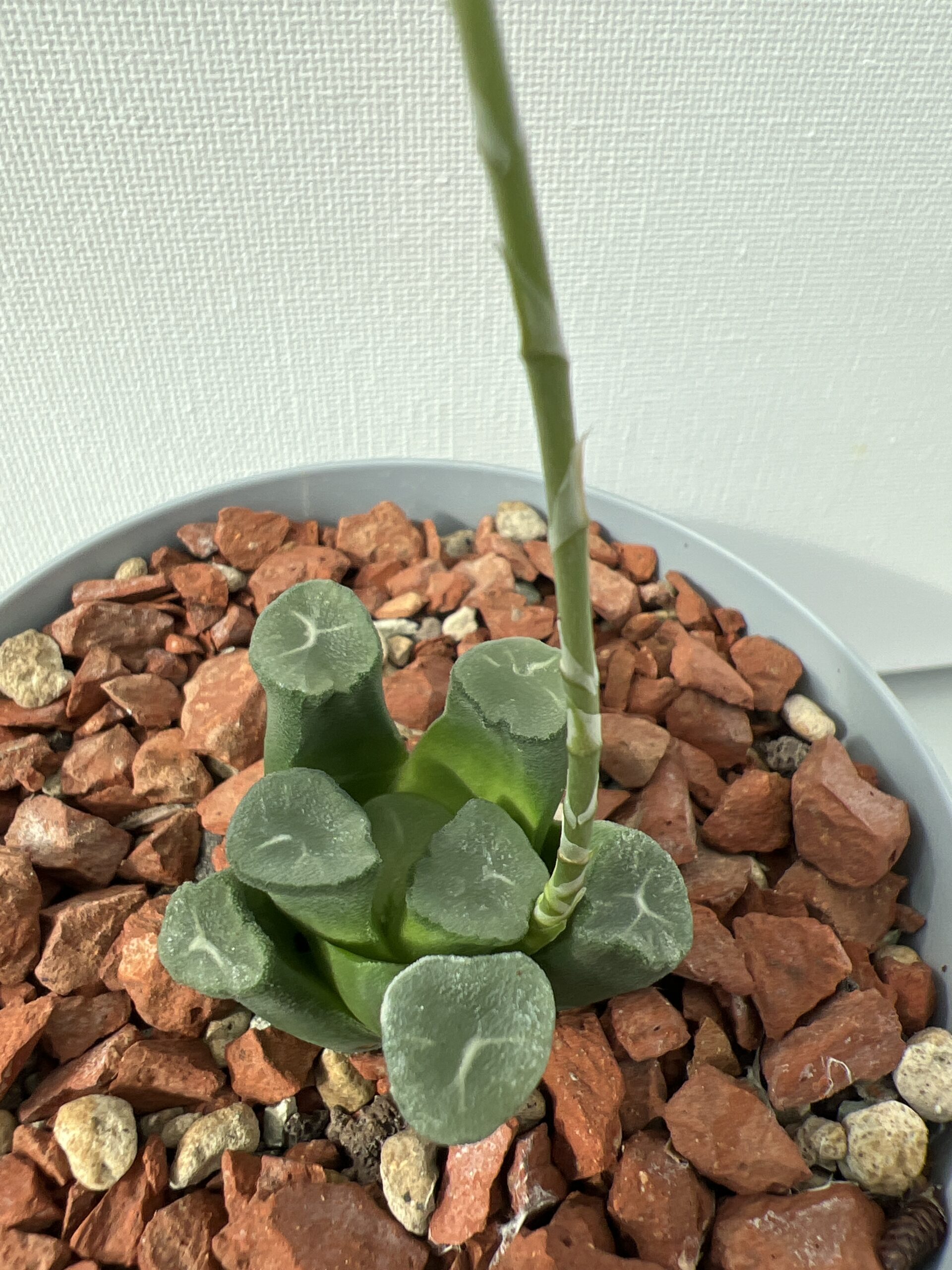 SUCCULON — Haworthia maughanii — SUC-260927-Y1EA