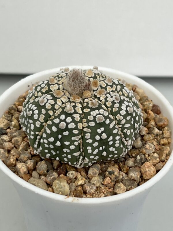 SUCCULON — Astrophytum asterias cv. Super Kabuto — SUC-260930-WVER