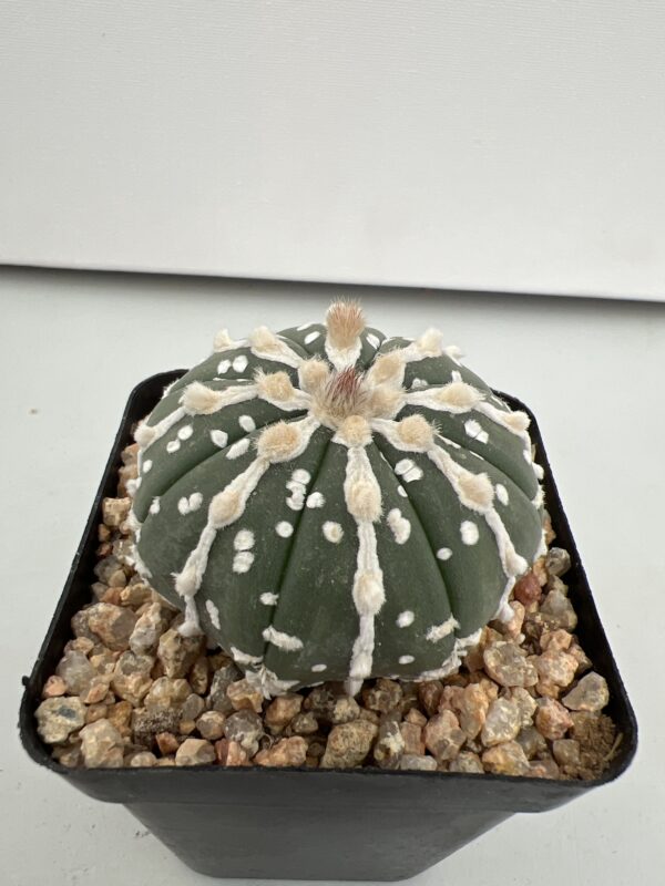 SUCCULON — Astrophytum asterias nudum Long Areoles — SUC-260930-D26D