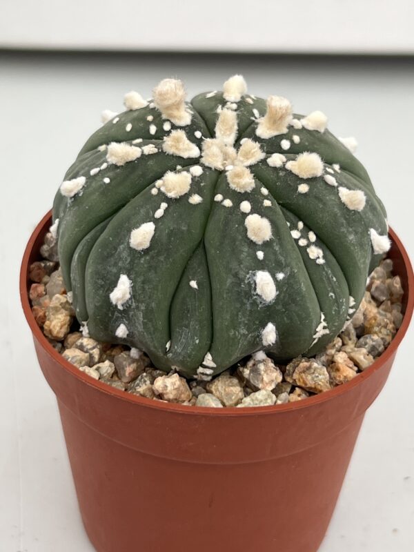 SUCCULON — Astrophytum asterias cv. nudum Fukuryu — SUC-260930-7I8V