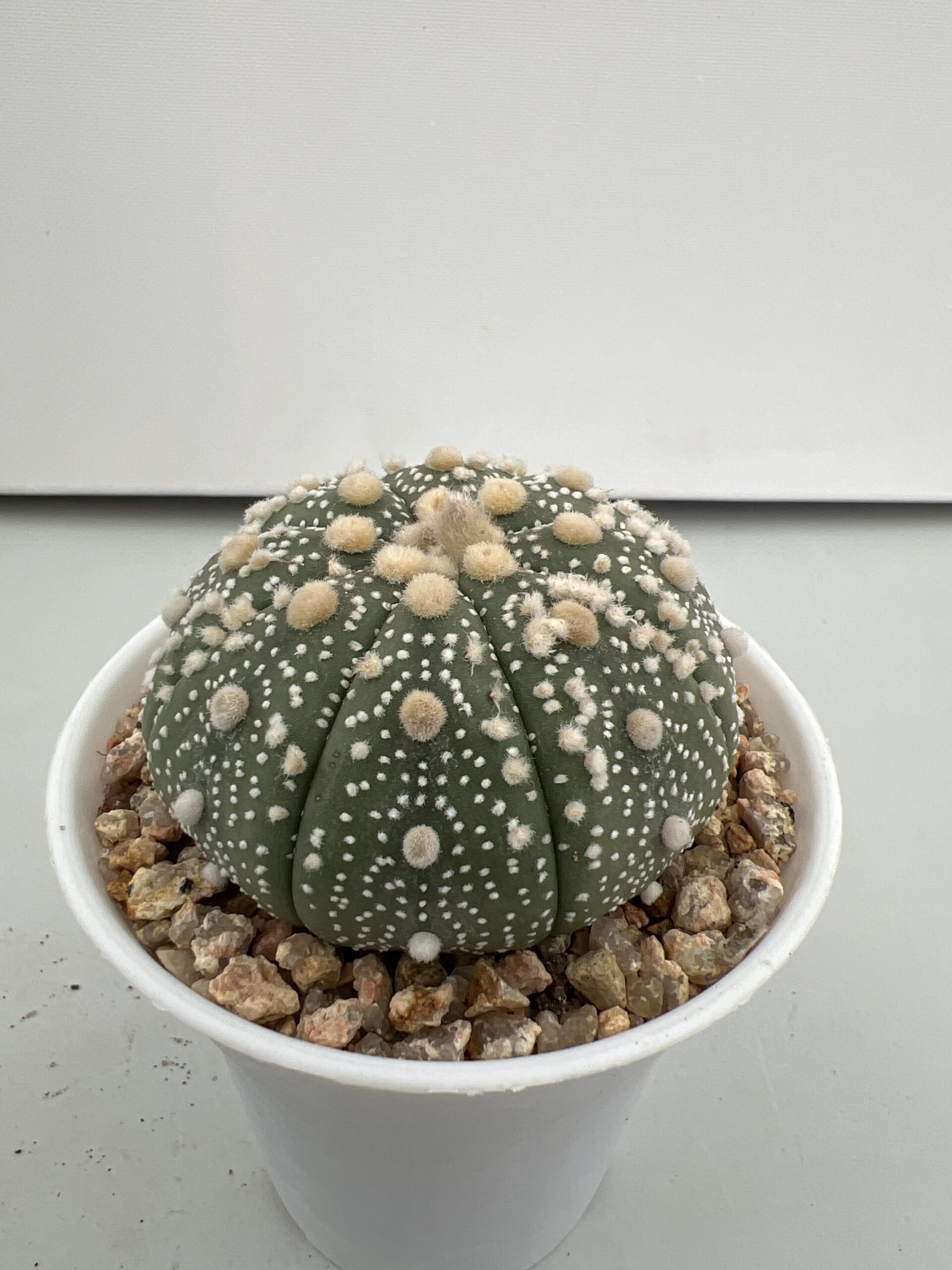 SUCCULON — Astrophytum asterias cv. Hanazono — SUC-260930-6XNC
