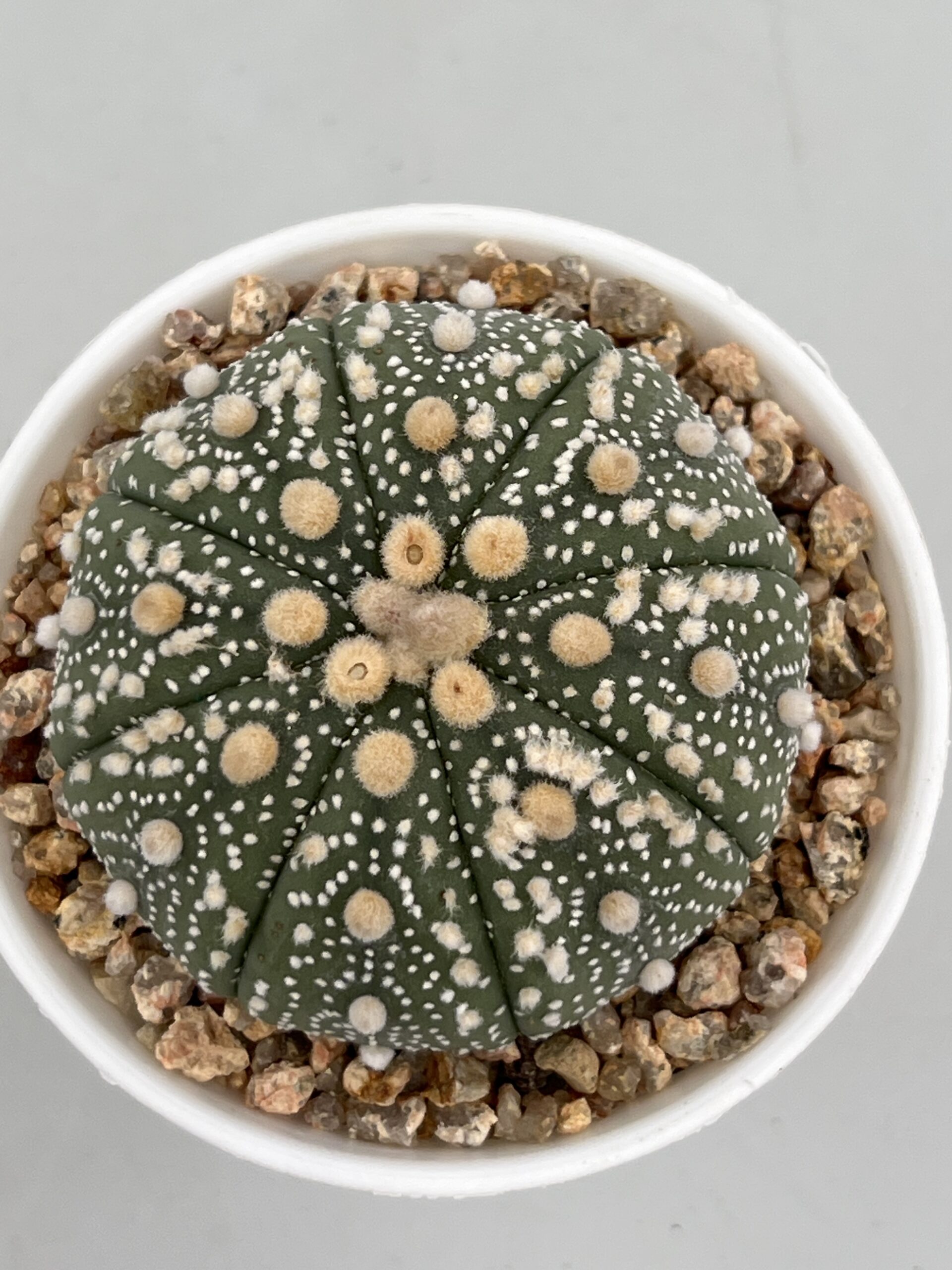 SUCCULON — Astrophytum asterias cv. Hanazono — SUC-260930-6XNC