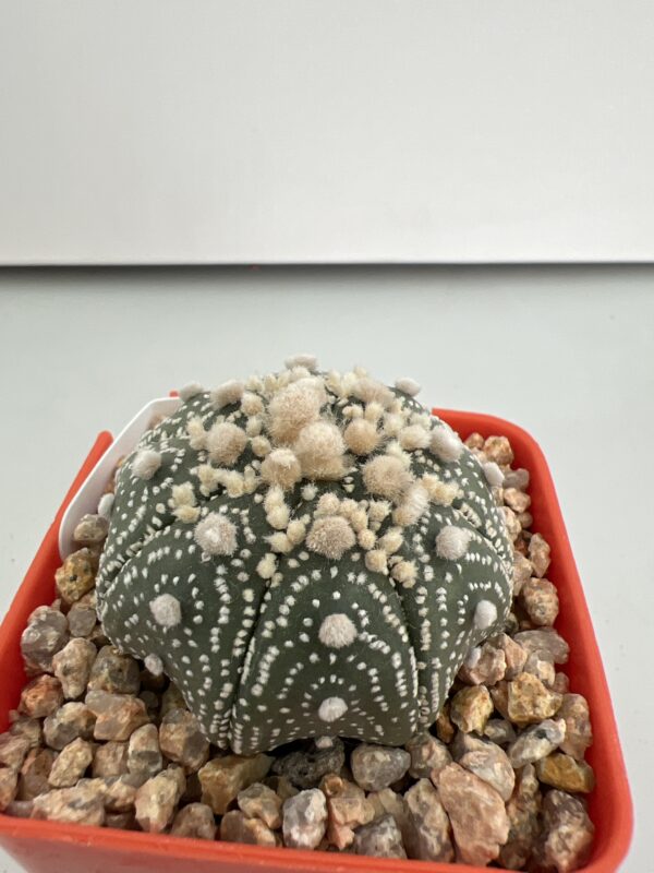 SUCCULON — Astrophytum asterias cv. Hanazono — SUC-260930-TX5G