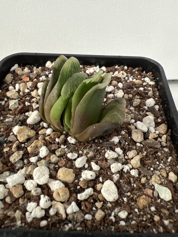 SUCCULON — Haworthia truncata “Lime green” — SUC-260927-7XGX