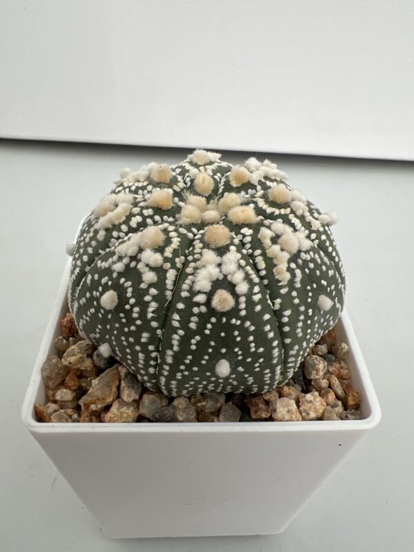 SUCCULON — Astrophytum asterias cv. Hanazono — SUC-260930-6FXS