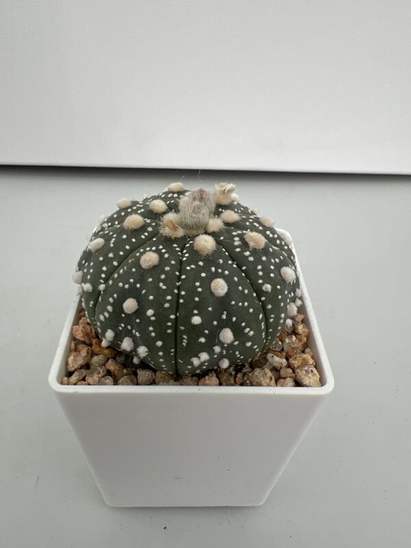 SUCCULON — Astrophytum asterias cv. (Hanazono) — SUC-260930-N01Z