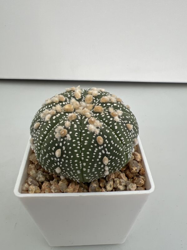 SUCCULON — Astrophytum asterias cv. Hanazono — SUC-260930-N6ZN