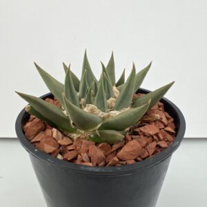 SUCCULON — Ariocarpus trigonus — SUC-260930-WN0Y