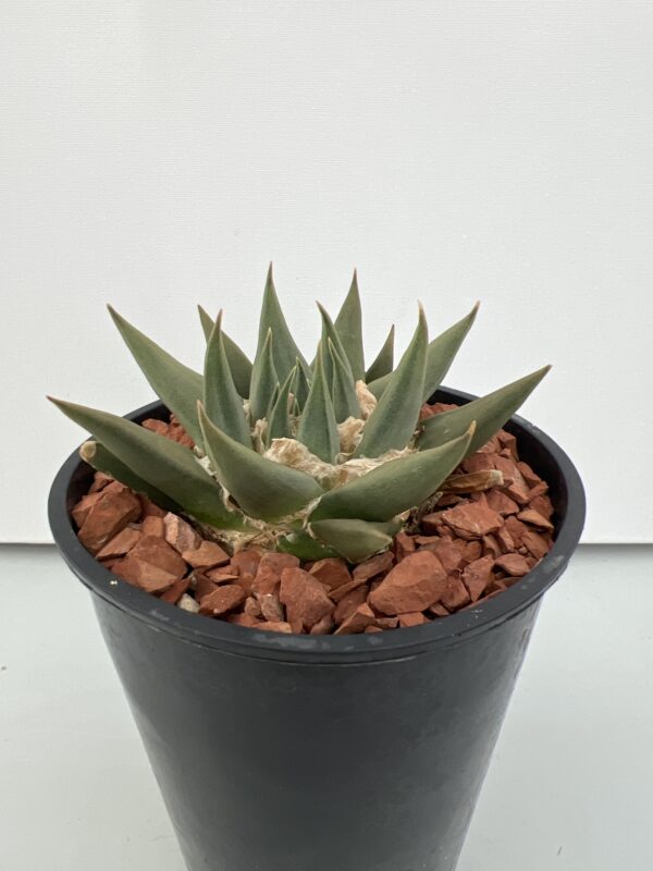 SUCCULON — Ariocarpus trigonus — SUC-260930-WN0Y