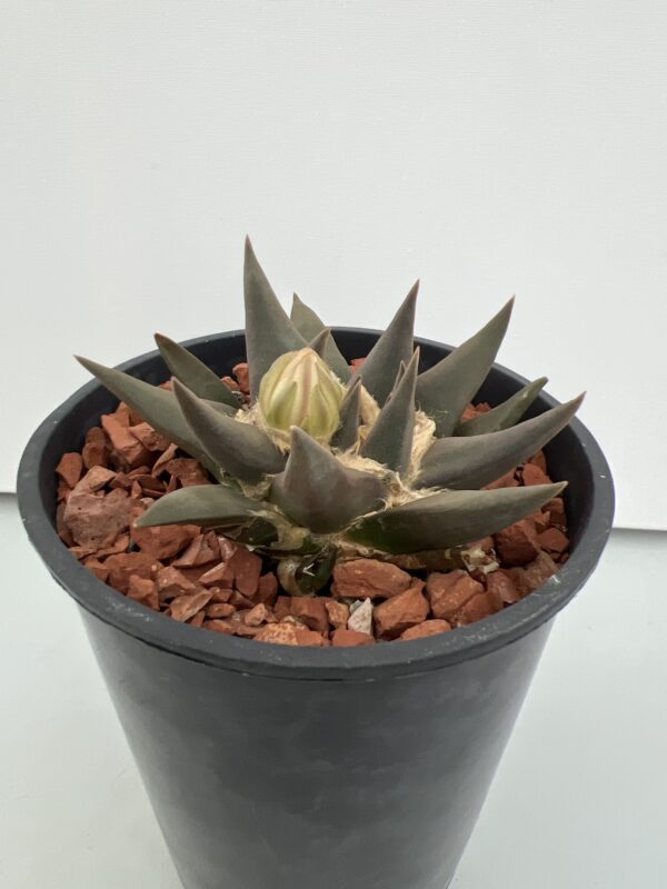 SUCCULON — Ariocarpus trigonus — SUC-260930-IWXK