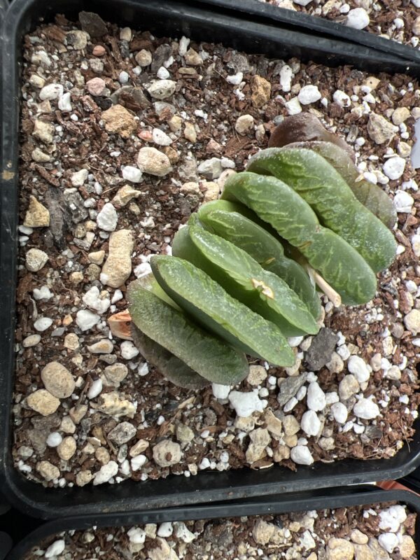 SUCCULON — Haworthia truncata “Lime green” — SUC-260927-RHDC