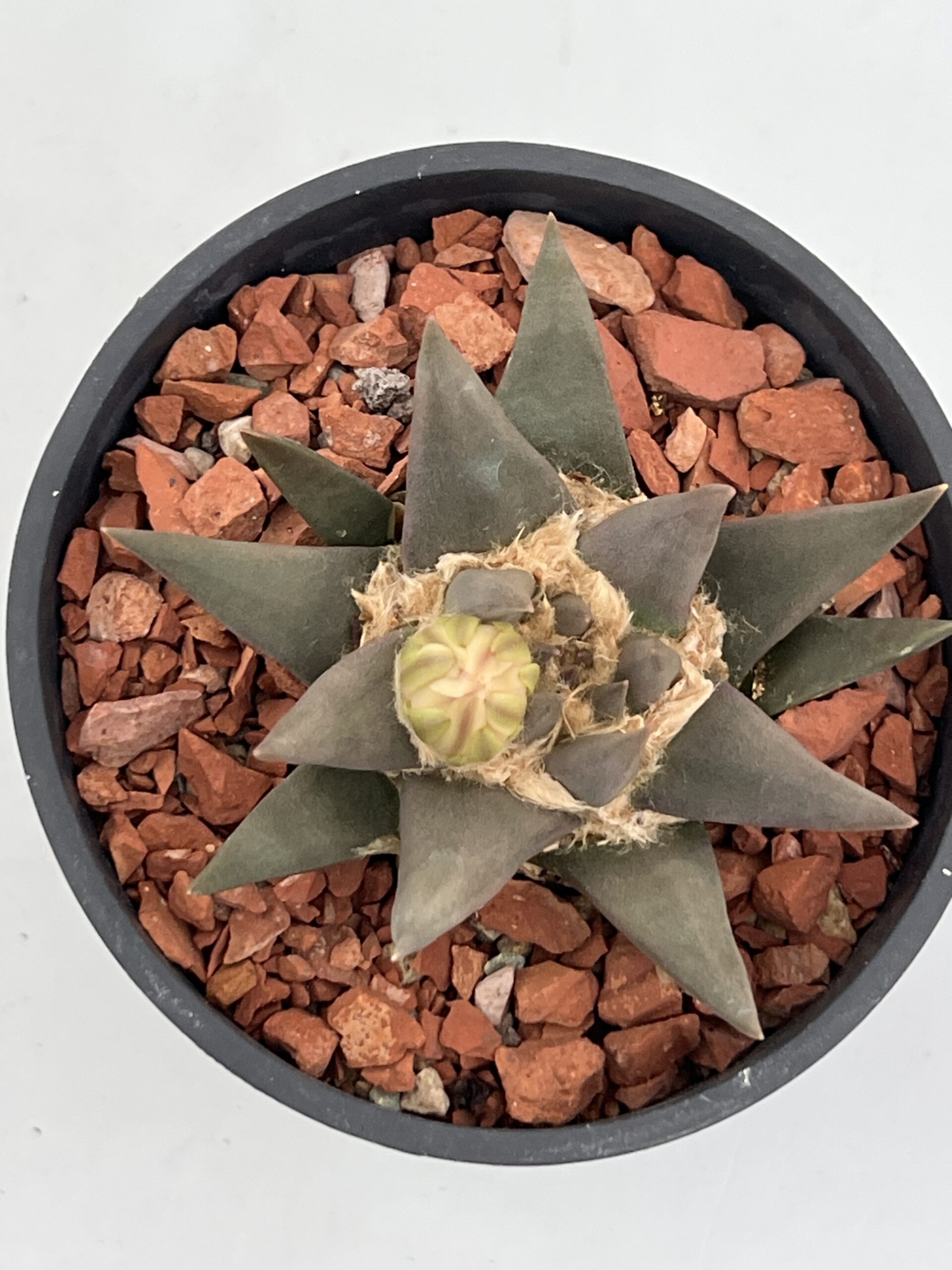 SUCCULON — Ariocarpus trigonus — SUC-260930-IWXK