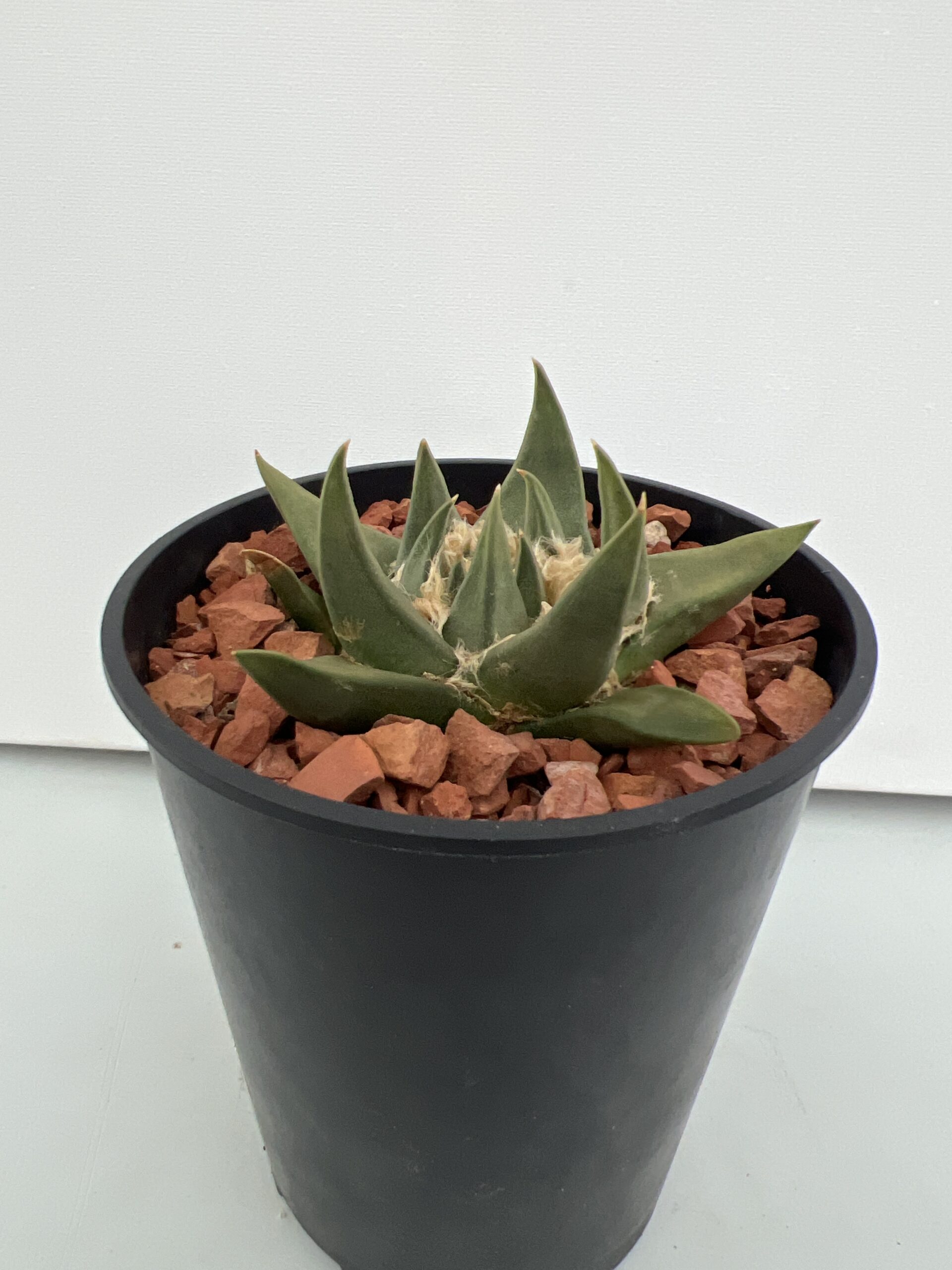 SUCCULON — Ariocarpus trigonus — SUC-260930-FCVN