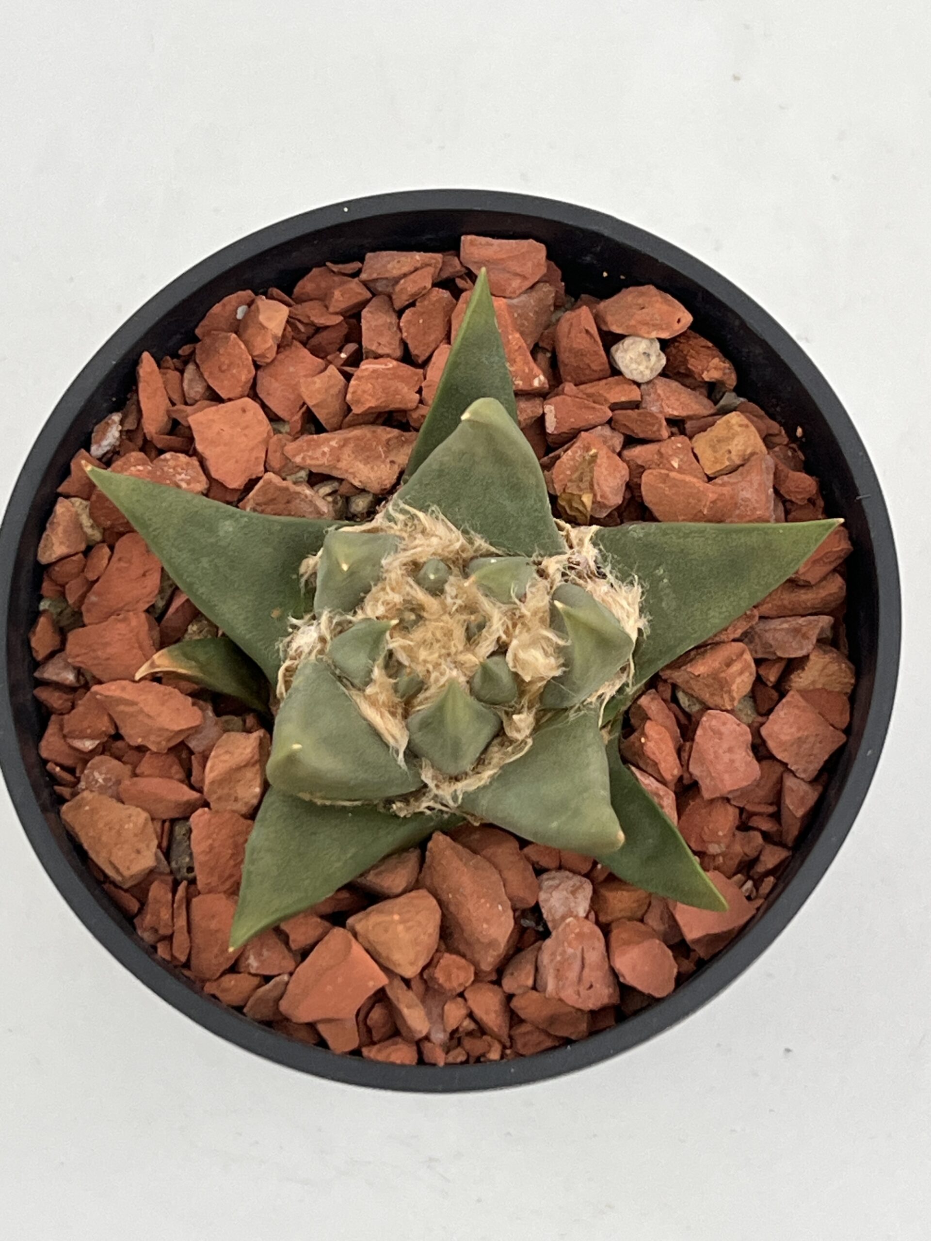 SUCCULON — Ariocarpus trigonus — SUC-260930-FCVN