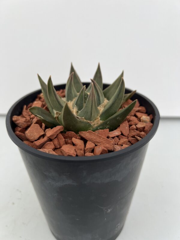 SUCCULON — Ariocarpus trigonus — SUC-260930-07QG