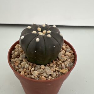 SUCCULON — Astrophytum asterias nudum cv. Purple Skin — SUC-260930-NFMG