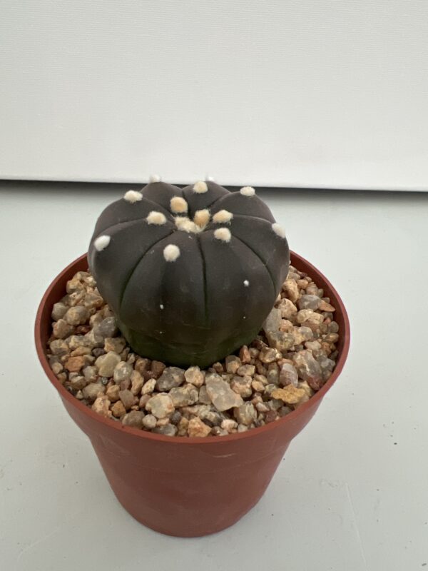 SUCCULON — Astrophytum asterias nudum cv. Purple Skin — SUC-260930-NFMG