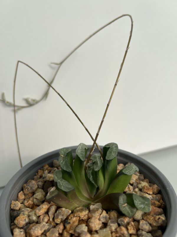 SUCCULON — Haworthia truncata “Magunihu-Ka-N” — SUC-260927-KUQZ