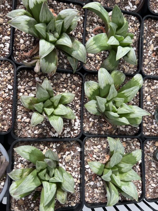 Haworthia “Byakuya”