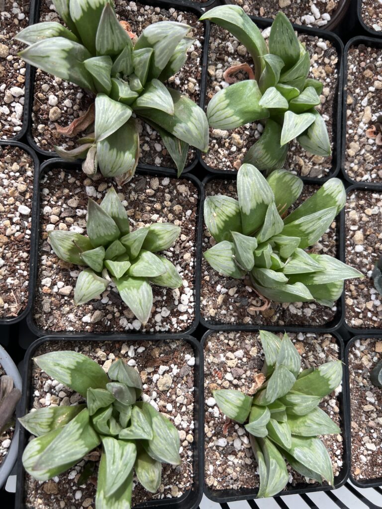 Haworthia · SUCCULON