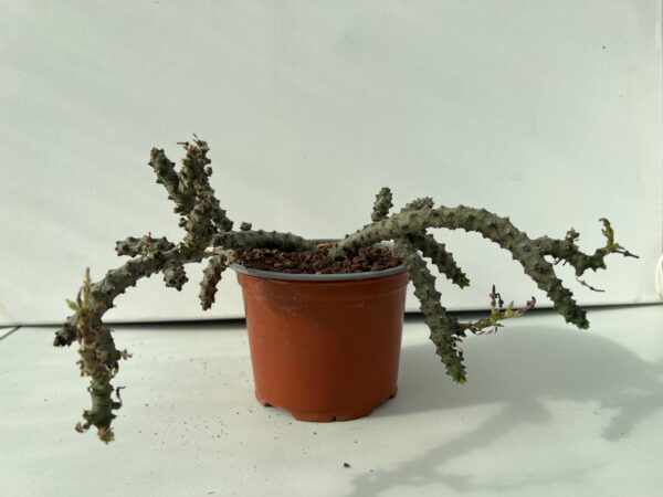 SUCCULON — Ceropegia stapeliformis f. monstruosa — SUC-260927-AVUN