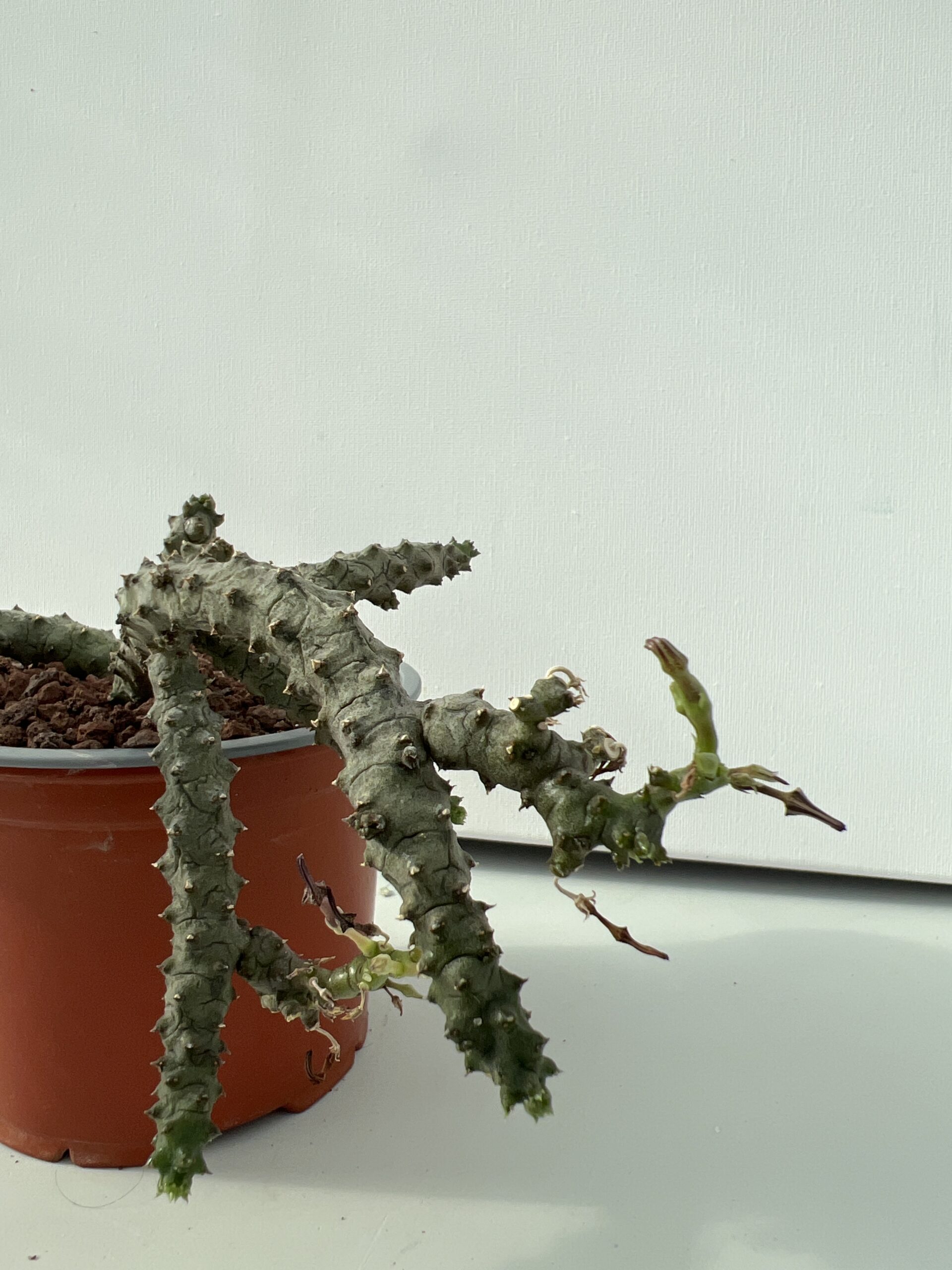 SUCCULON — Ceropegia stapeliformis f. monstruosa — SUC-260927-AVUN
