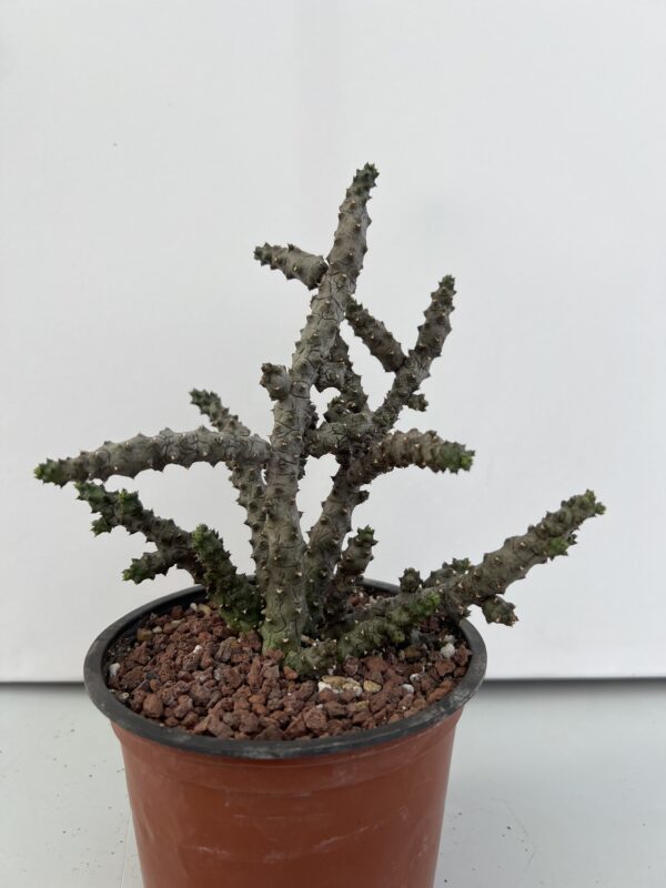 SUCCULON — Ceropegia stapeliformis f. monstruosa — SUC-260927-2O84