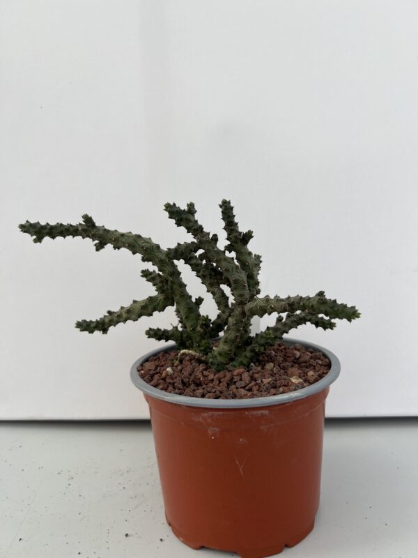 SUCCULON — Ceropegia stapeliformis f. monstruosa — SUC-260927-TXMI