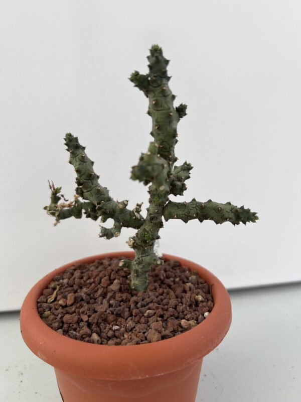 SUCCULON — Ceropegia stapeliformis f. monstruosa — SUC-260927-1WUZ