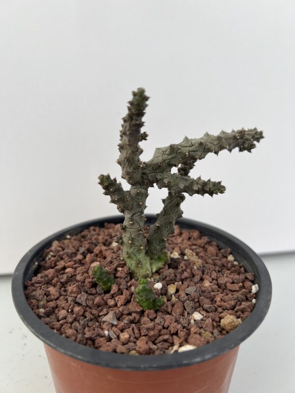 SUCCULON — Ceropegia stapeliformis f. monstruosa — SUC-260927-BJHC