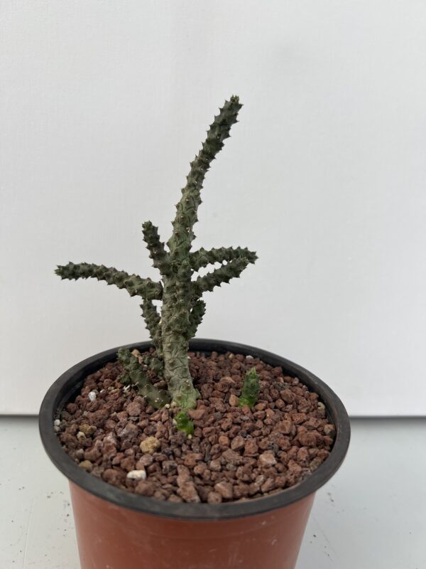 SUCCULON — Ceropegia stapeliformis f. monstruosa — SUC-260927-THVS