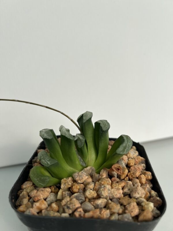 SUCCULON — Haworthia truncata “Magunihu-Ka-N” — SUC-260927-PQ7I