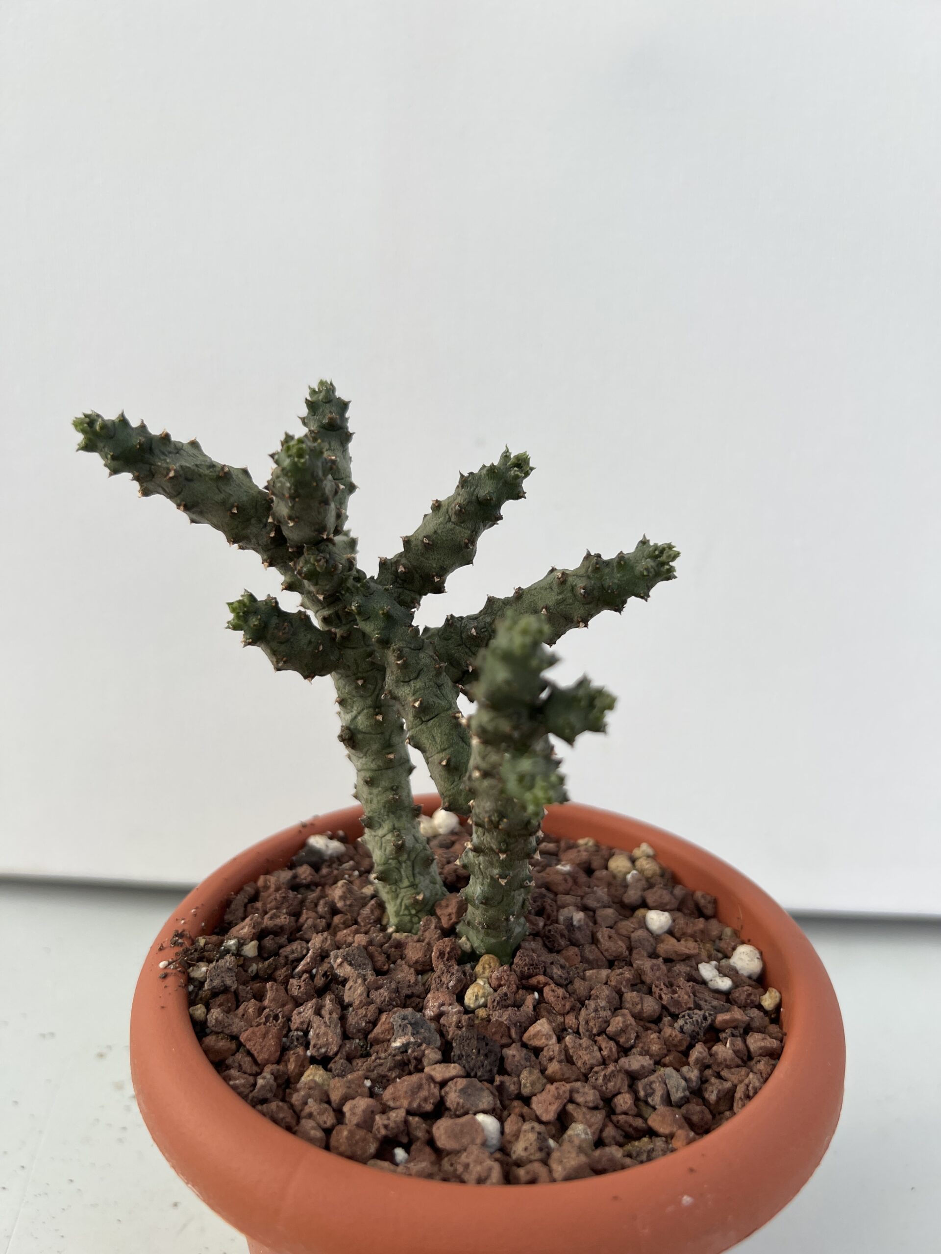 SUCCULON — Ceropegia stapeliformis f. monstruosa — SUC-260927-UI4T