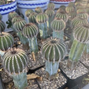 Uebelmannia pectinifera