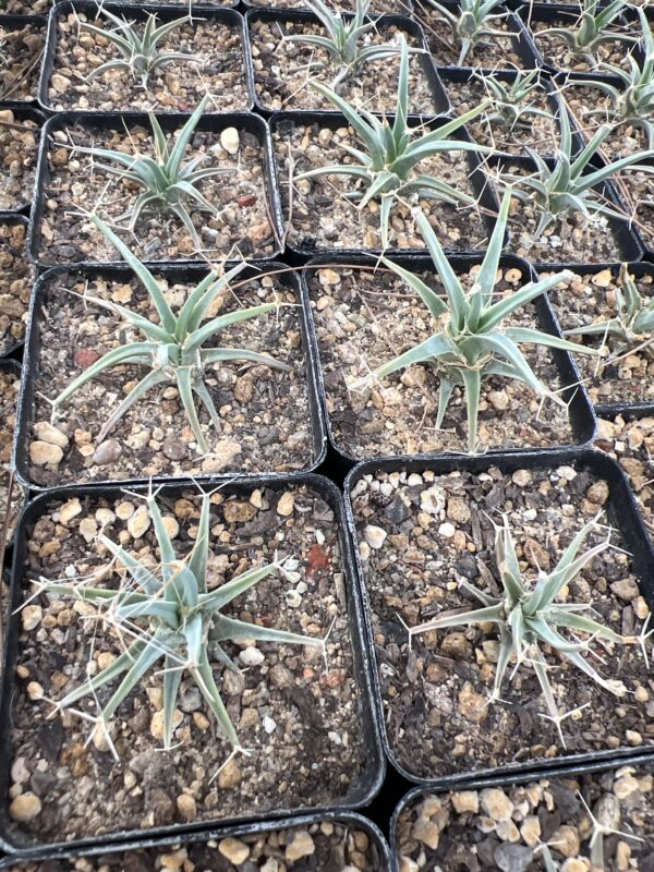 Leuchtenbergia principis
