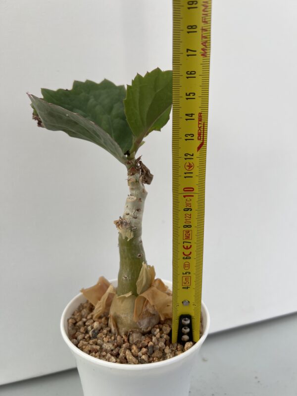 SUCCULON — Cyphostemma juttae — SUC-260927-Y0M0